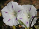 Ipomoea purpurea. Цветки. Крым, Севастополь, Северная сторона, ручей с рудеральной растительностью возле пляжа. 05.10.2014.