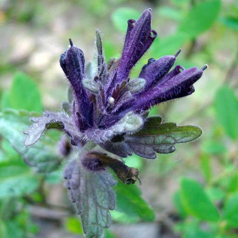 Изображение особи Bartsia alpina.