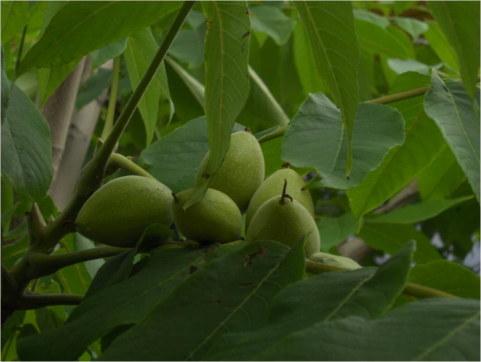 Изображение особи Juglans mandshurica.