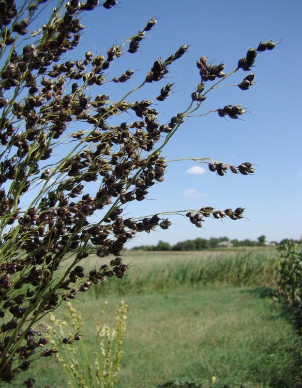 Изображение особи Sorghum saccharatum.