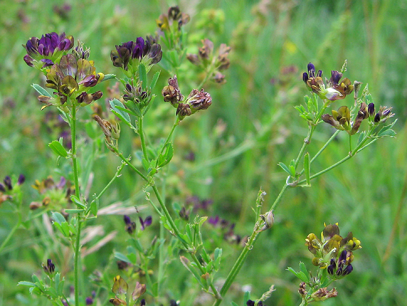 Изображение особи Medicago &times; varia.