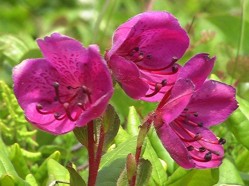 Image of Rhododendron camtschaticum specimen.