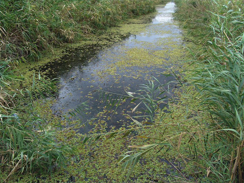 Image of Salvinia natans specimen.