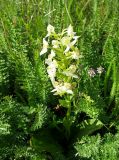 Platanthera chlorantha