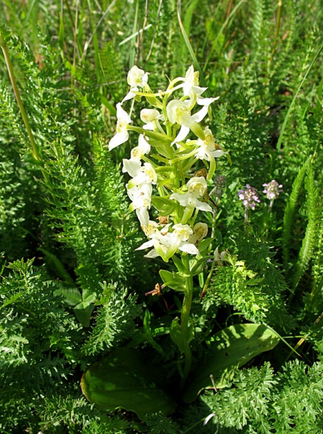 Изображение особи Platanthera chlorantha.