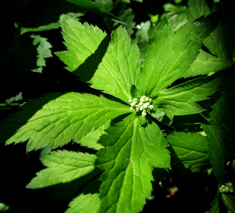 Изображение особи Sanicula uralensis.