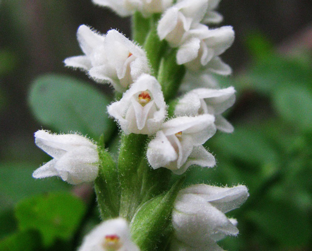 Изображение особи Goodyera repens.