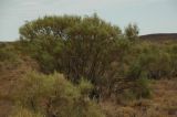 Haloxylon aphyllum