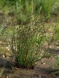 Juncus articulatus. Плодоносящее растение. Санкт-Петербург, Старый Петергоф, у платформы \"Университет\". 29.09.2009.