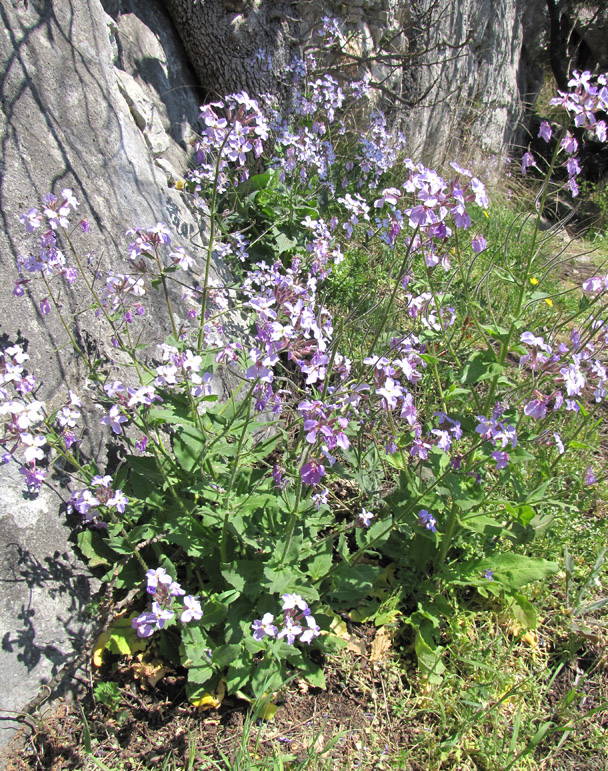 Изображение особи Hesperis steveniana.