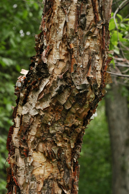 Изображение особи Betula ermanii.