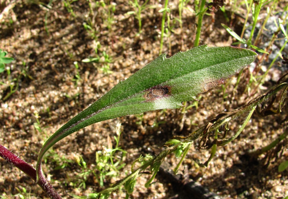 Image of Erigeron acris specimen.