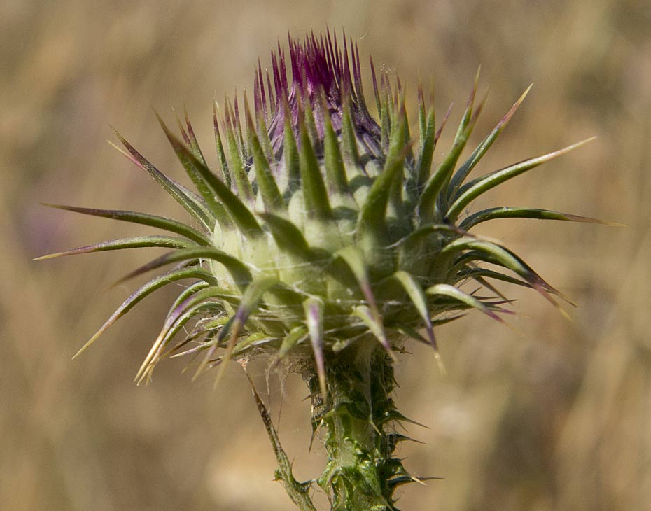 Image of Onopordum tauricum specimen.