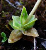 Gentiana verna. Нижняя часть растения. Архангельская обл., Пинежский р-н, окр. пос. Пинега, верхняя часть береговой скалы р. Пинега. 21.06.2015.