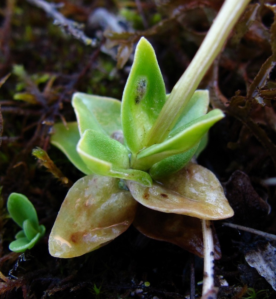 Изображение особи Gentiana verna.