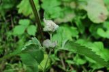 Veronica longifolia