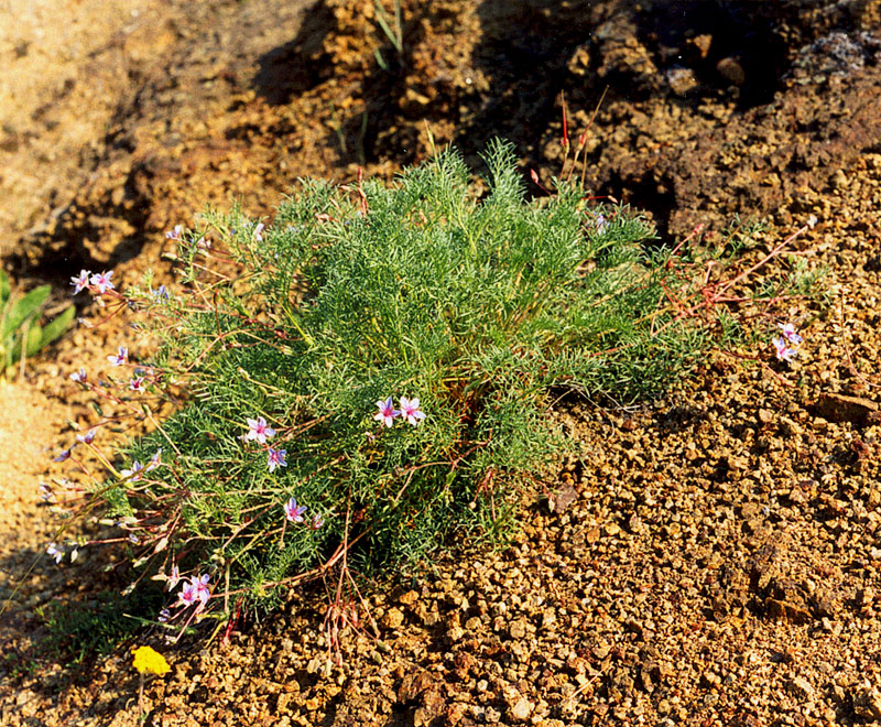 Изображение особи Erodium beketowii.