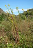 род Solidago