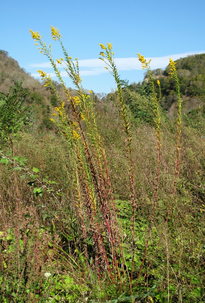 Изображение особи род Solidago.