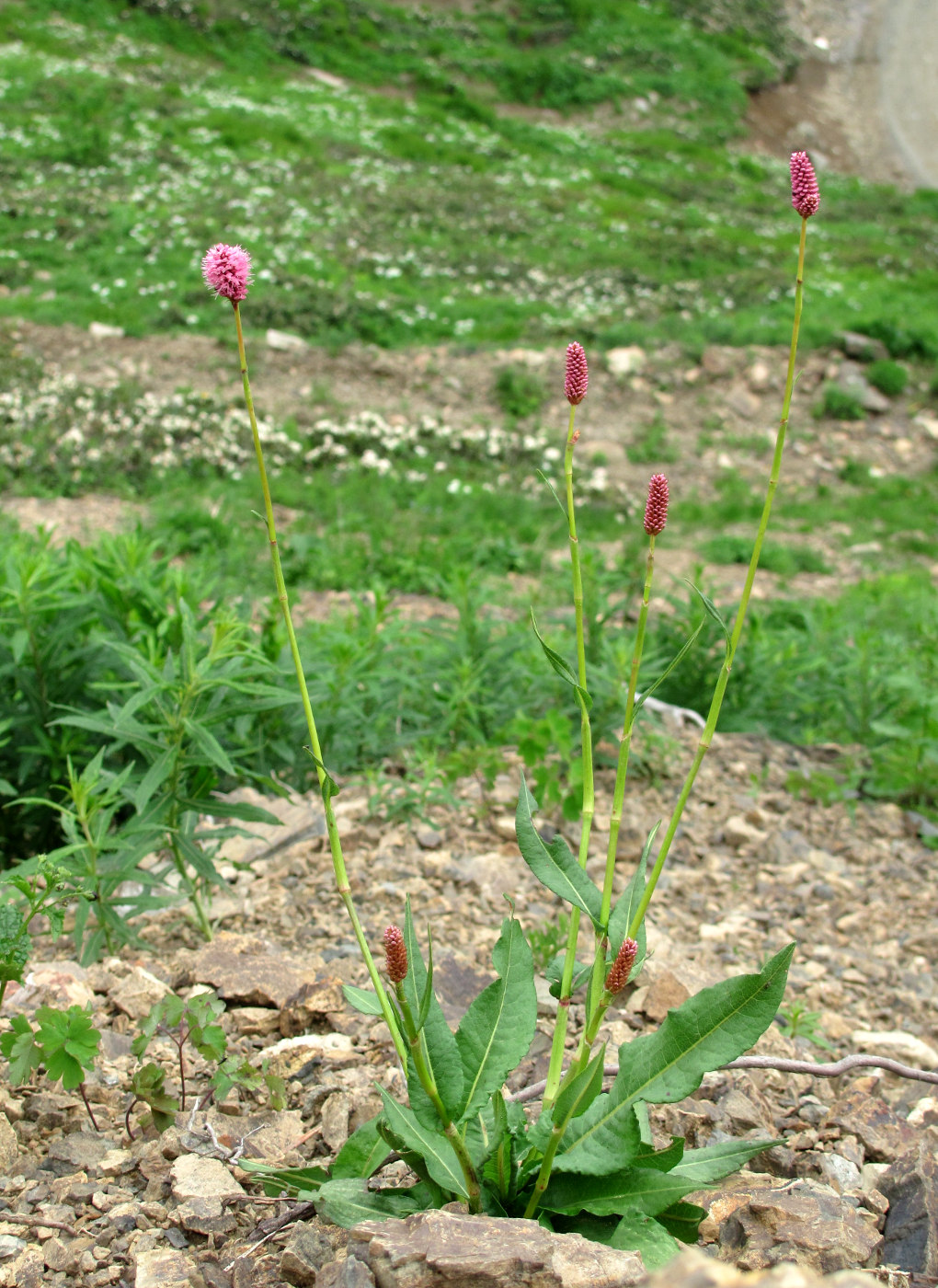 Изображение особи Bistorta carnea.