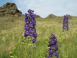 Delphinium dictyocarpum