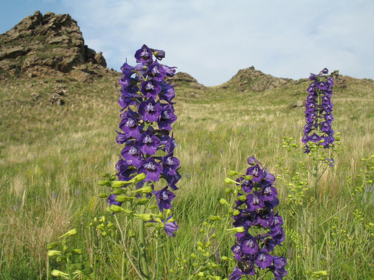 Image of Delphinium dictyocarpum specimen.