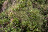 Brachypodium retusum
