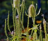 Veronica longifolia