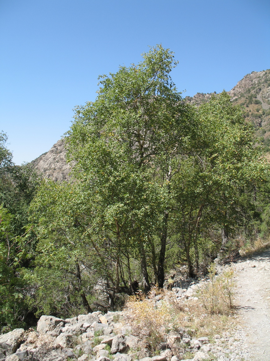 Изображение особи Betula tianschanica.