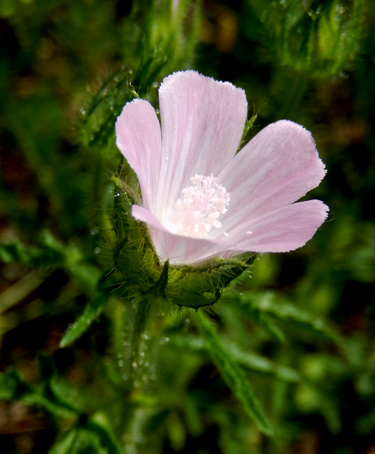 Image of Malva setigera specimen.