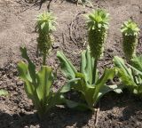 Eucomis bicolor. Цветущие растения. Ростов-на-Дону, ботсад, в культуре. 02.07.2014.