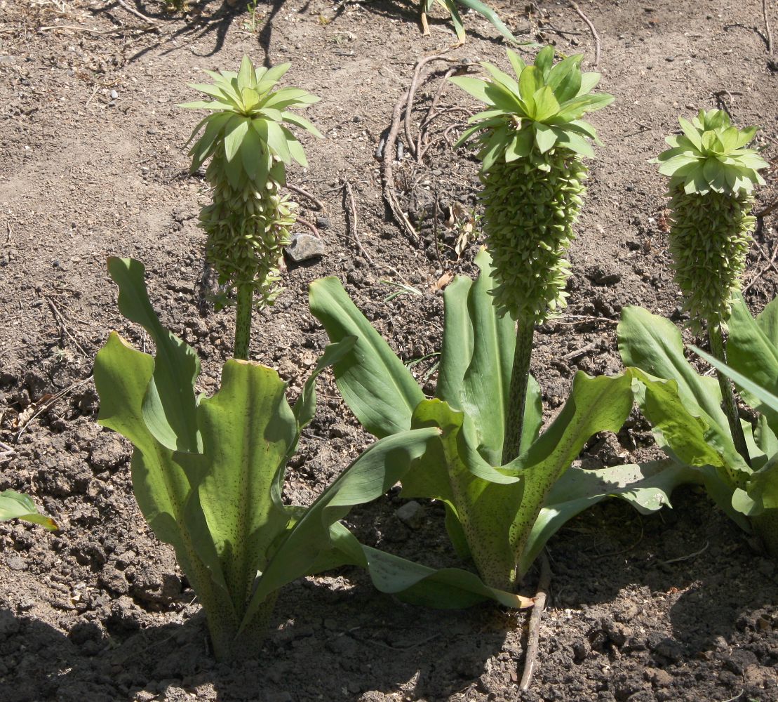 Изображение особи Eucomis bicolor.