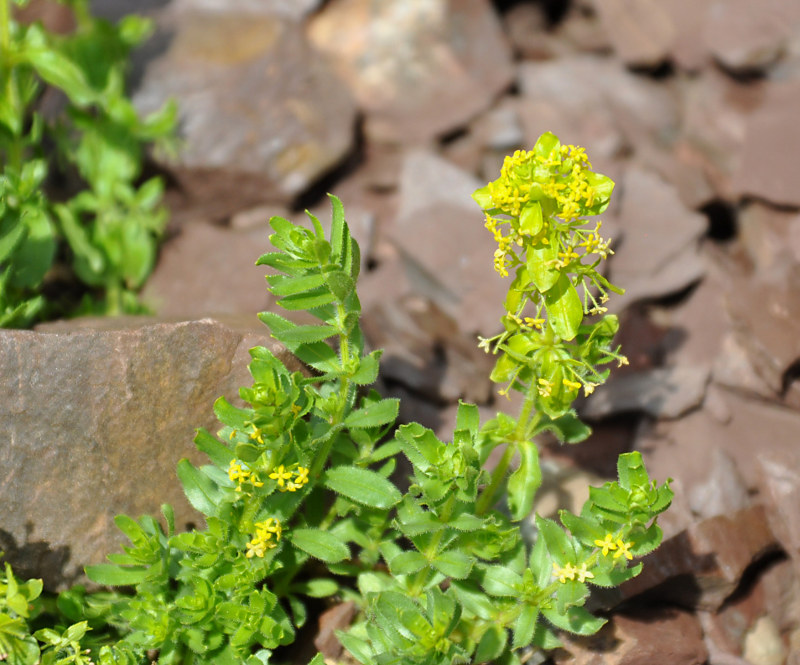 Image of Cruciata laevipes specimen.