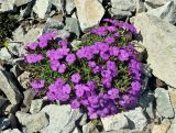 Dianthus chinensis. Цветущие растения. Приморье, бухта Русская, осыпь у подножия прибрежной скалы. 25.08.2015.