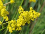 Galium verum. Соцветие. Иркутская обл., Иркутский р-н, окр. пос. Боково. 03.07.2014.