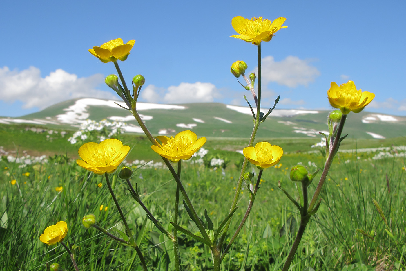 Изображение особи Ranunculus caucasicus.