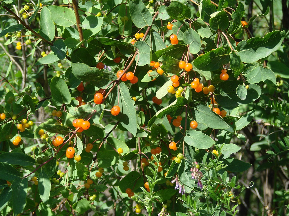 Изображение особи Lonicera tatarica.