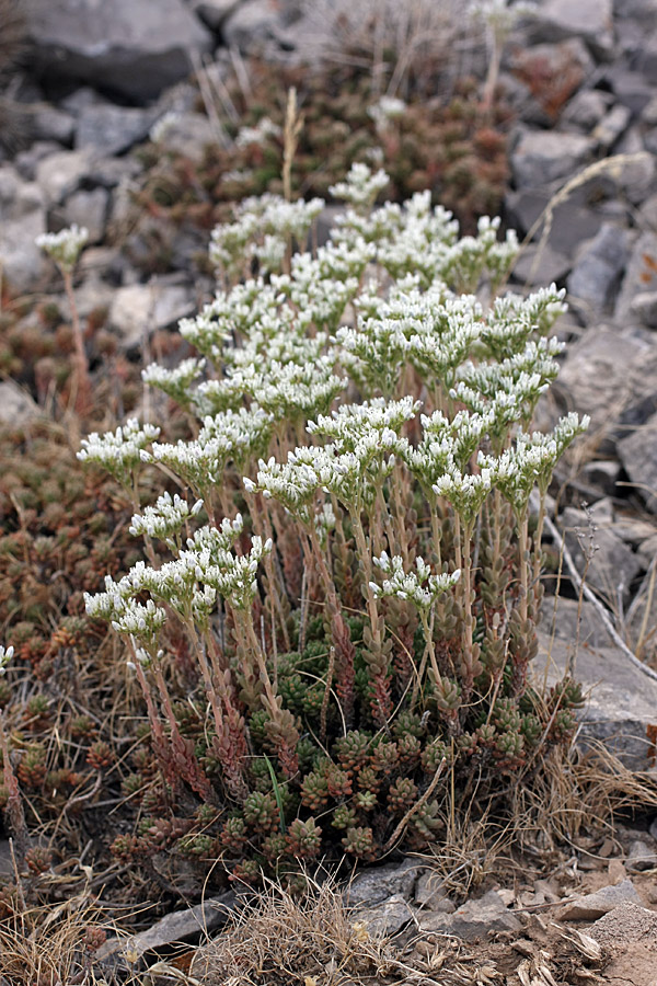 Image of Sedum alberti specimen.