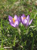 Crocus vernus. Цветущее растение. Крым, Севастополь, газон. 22 февраля 2015 г.