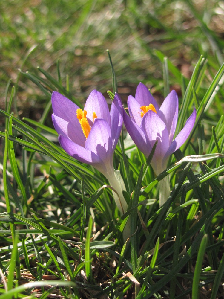 Изображение особи Crocus vernus.