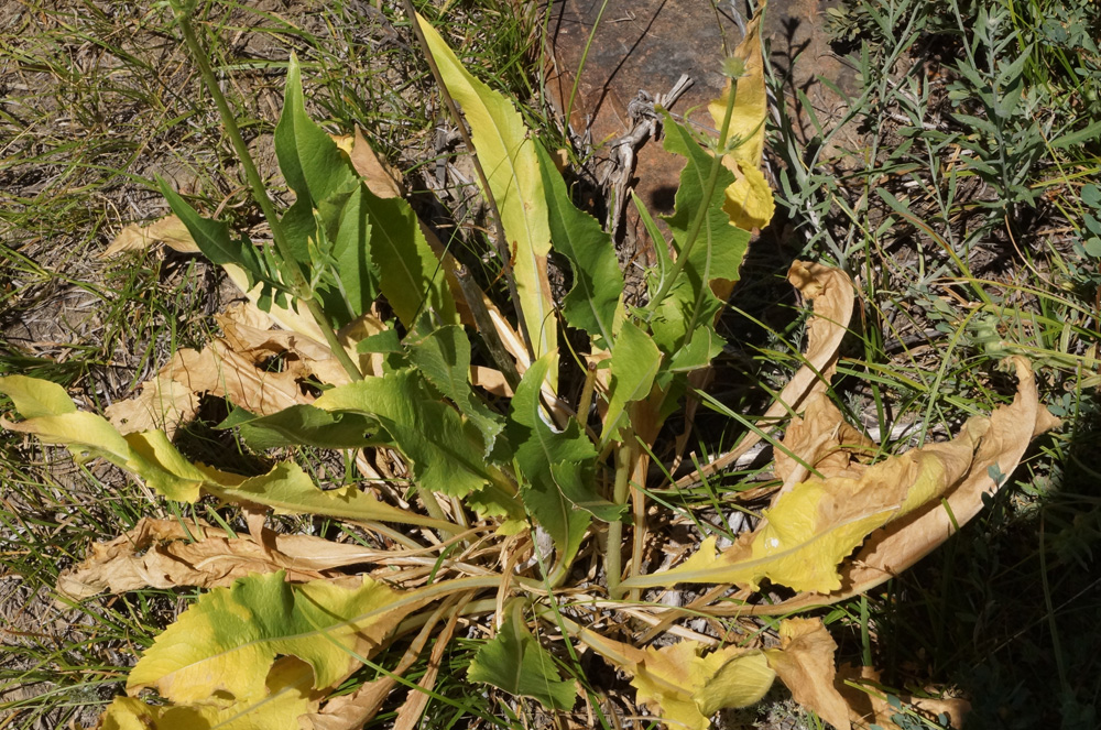 Image of Dipsacus dipsacoides specimen.