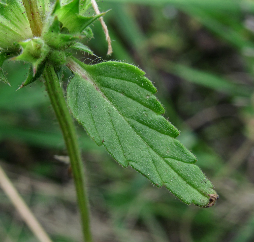 Изображение особи Galeopsis ladanum.