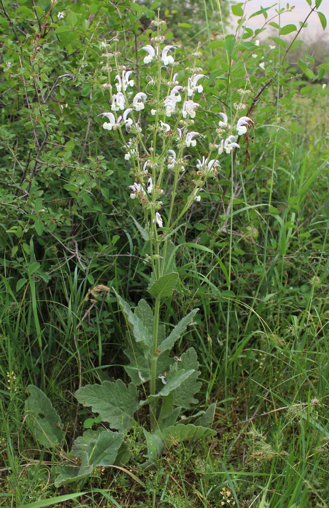 Изображение особи Salvia kopetdaghensis.