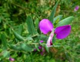 Polygala dalmaisiana. Верхушка побега с цветком. Австралия, г. Брисбен, частная застройка, в культуре. 16.08.2015.