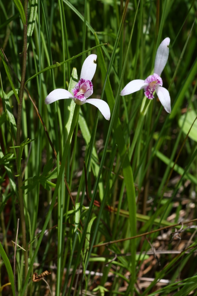 Изображение особи Pogonia japonica.