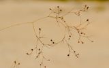 Gypsophila capillaris