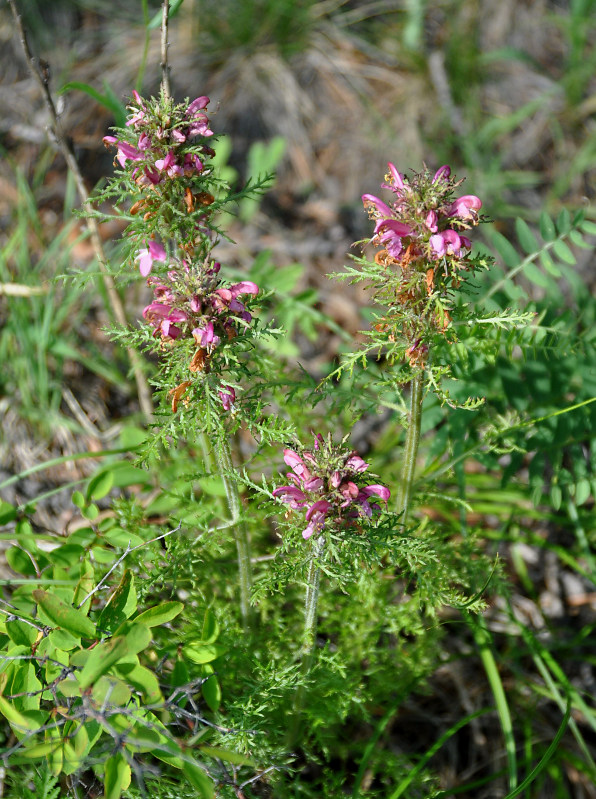 Изображение особи Pedicularis rubens.