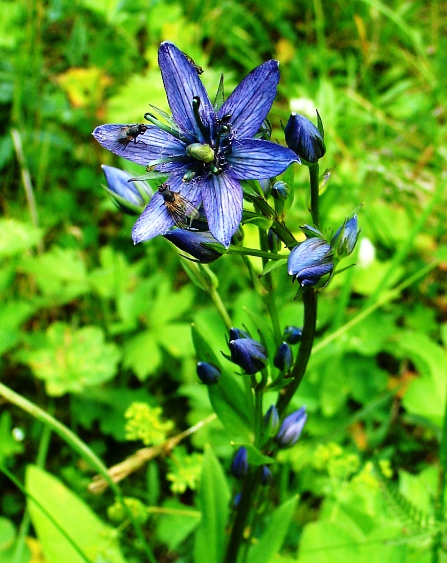 Image of Swertia obtusa specimen.