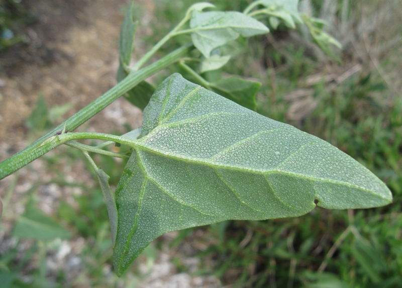 Изображение особи Atriplex micrantha.