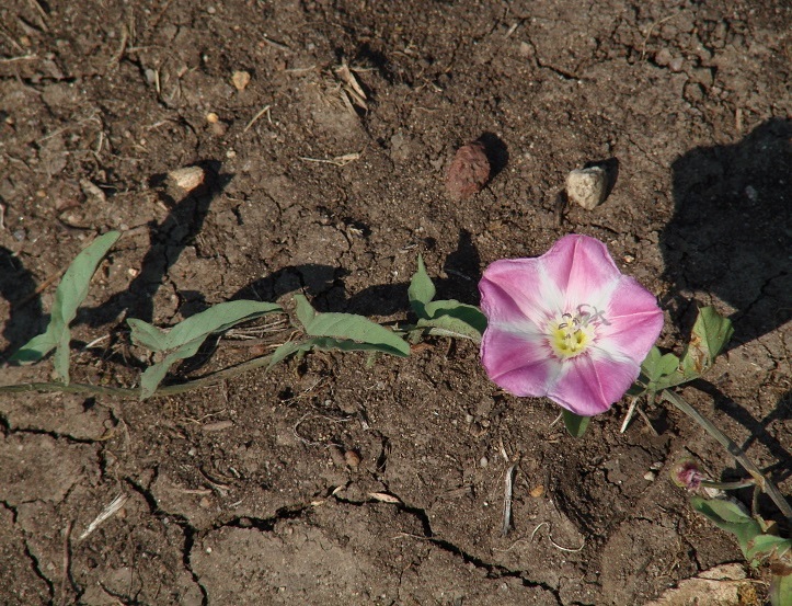 Изображение особи Convolvulus arvensis.